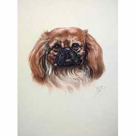 Pekenese terrier