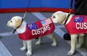 australia custom dogs