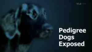 pedigree dogs exposed