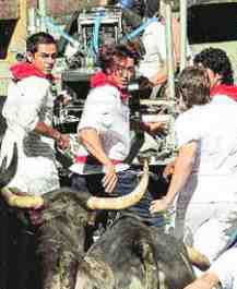peta bull run